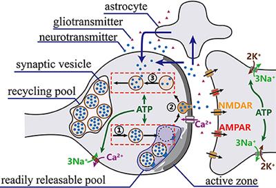 Effects of Metabolic Energy on Synaptic Transmission and Dendritic Integration in Pyramidal Neurons